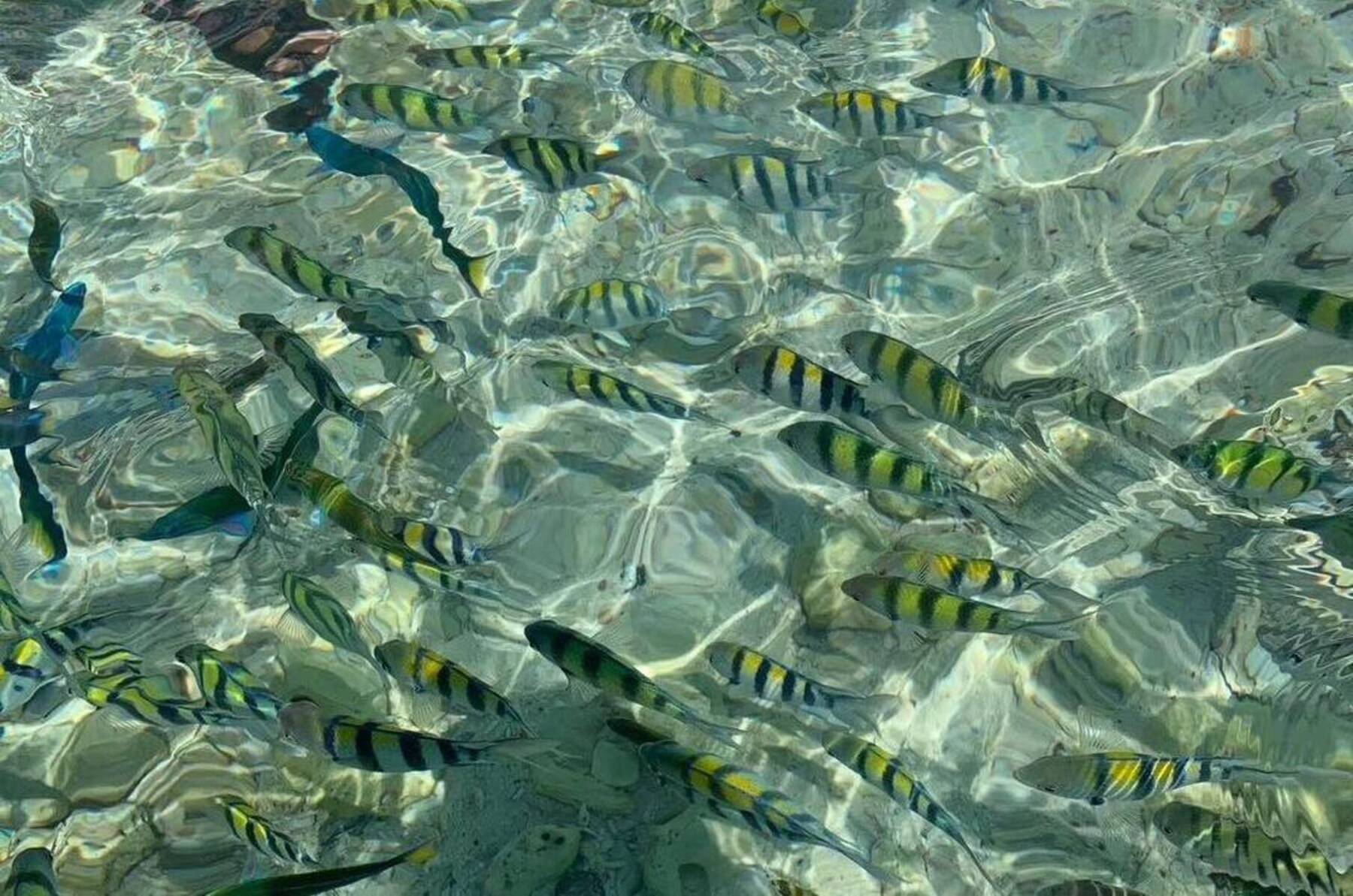 A school of striped sergeant fish in the clear water at Khai Island