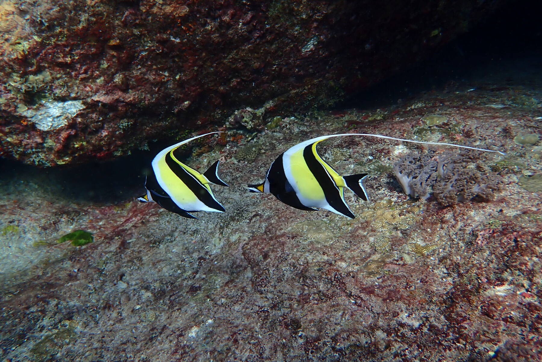 A pair of moorish idols on the reef at Racha Island