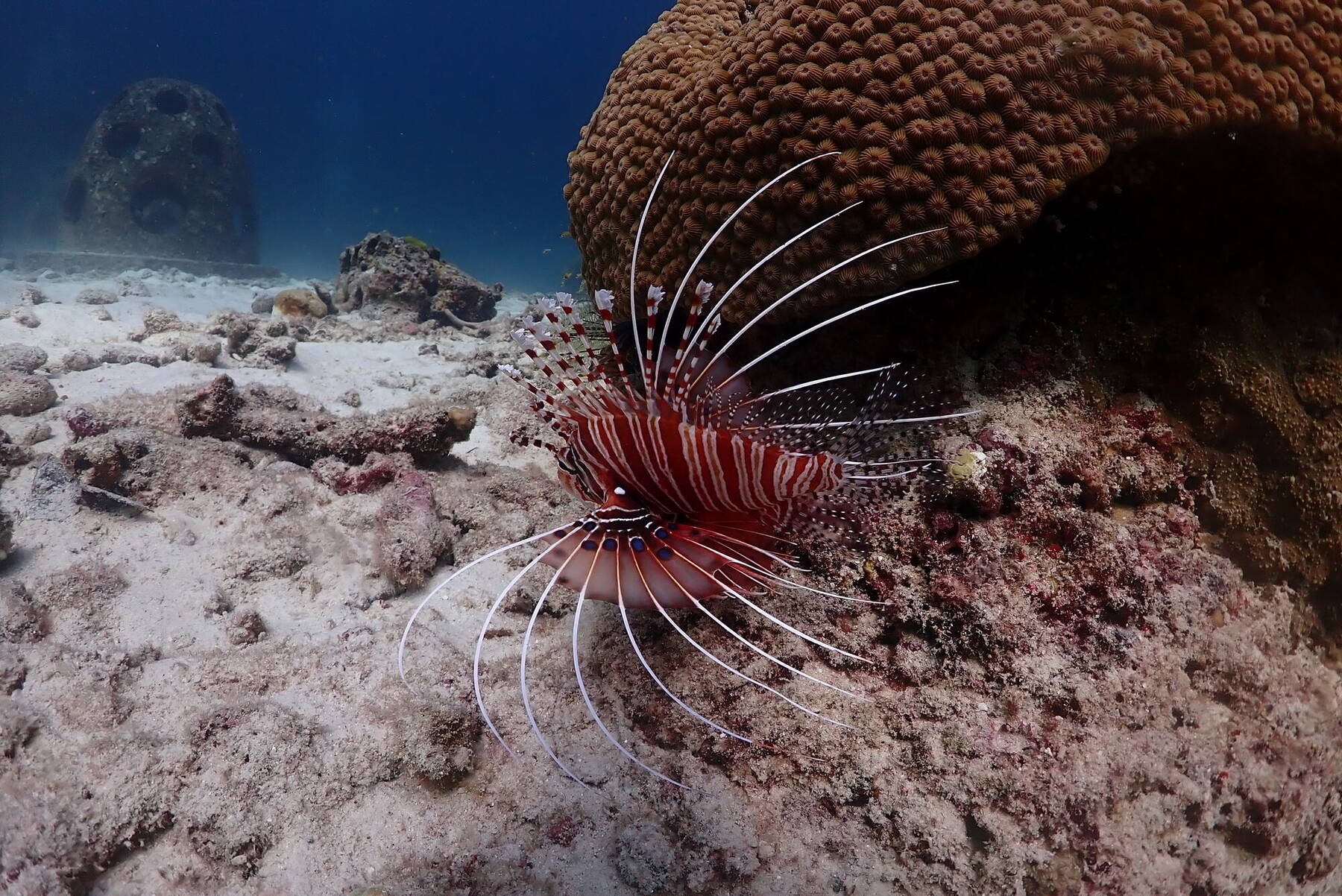 A lionfish resting under coral at Racha Island