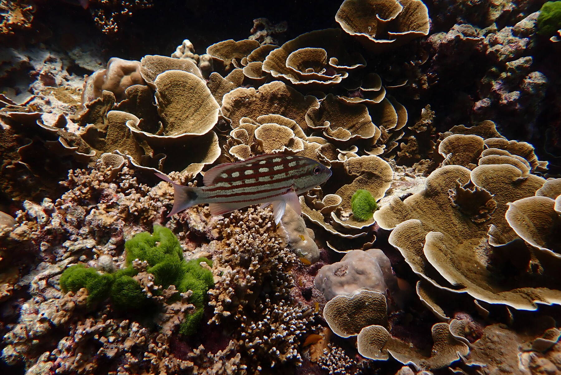 A squirrelfish among coral formations at Racha Island