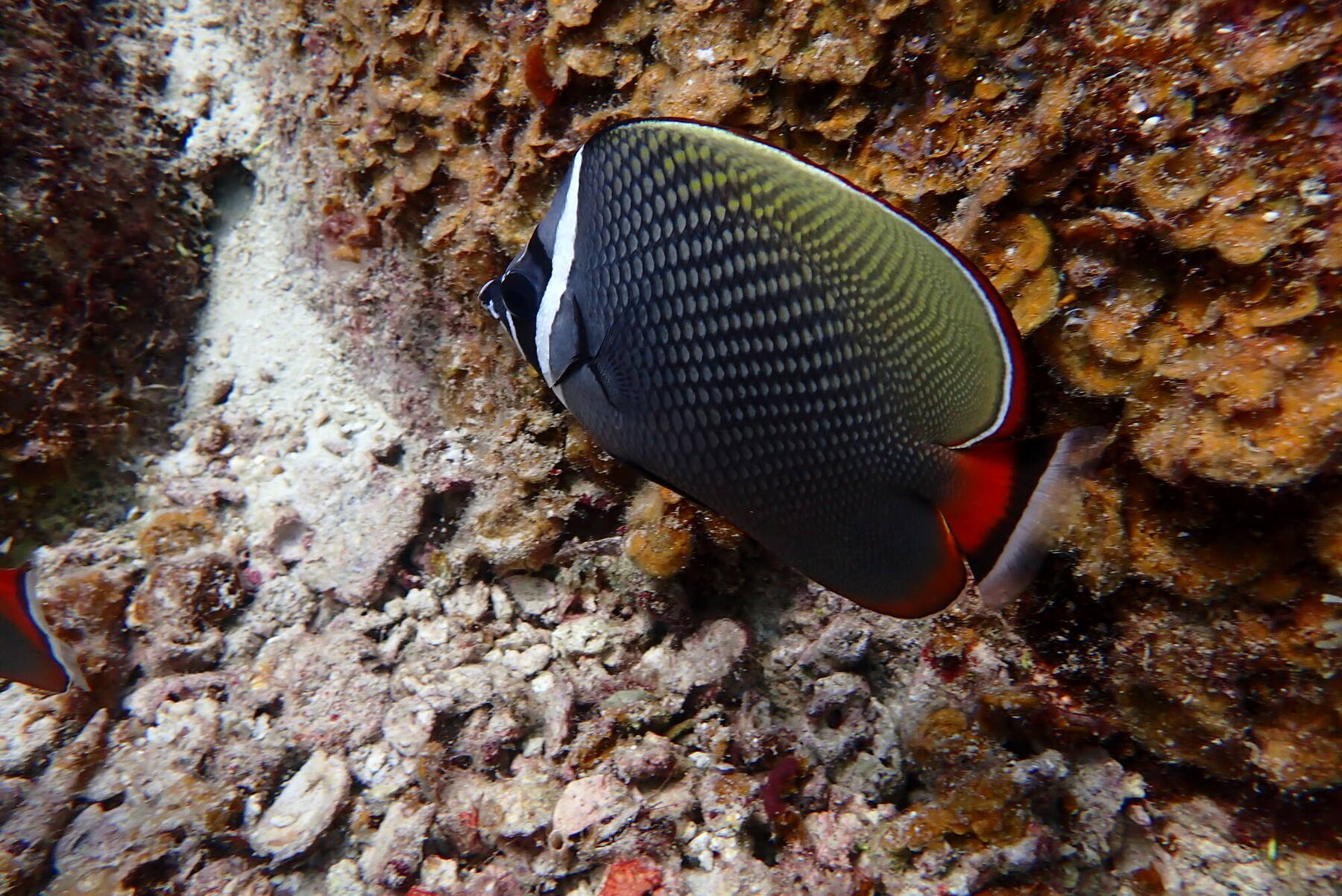 A redtail butterflyfish on the coral reef at Racha Island