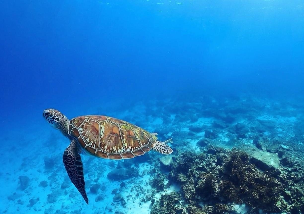 A green sea turtle swimming over coral