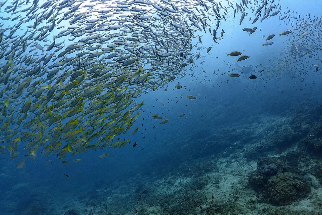 A large school of fish over the reef