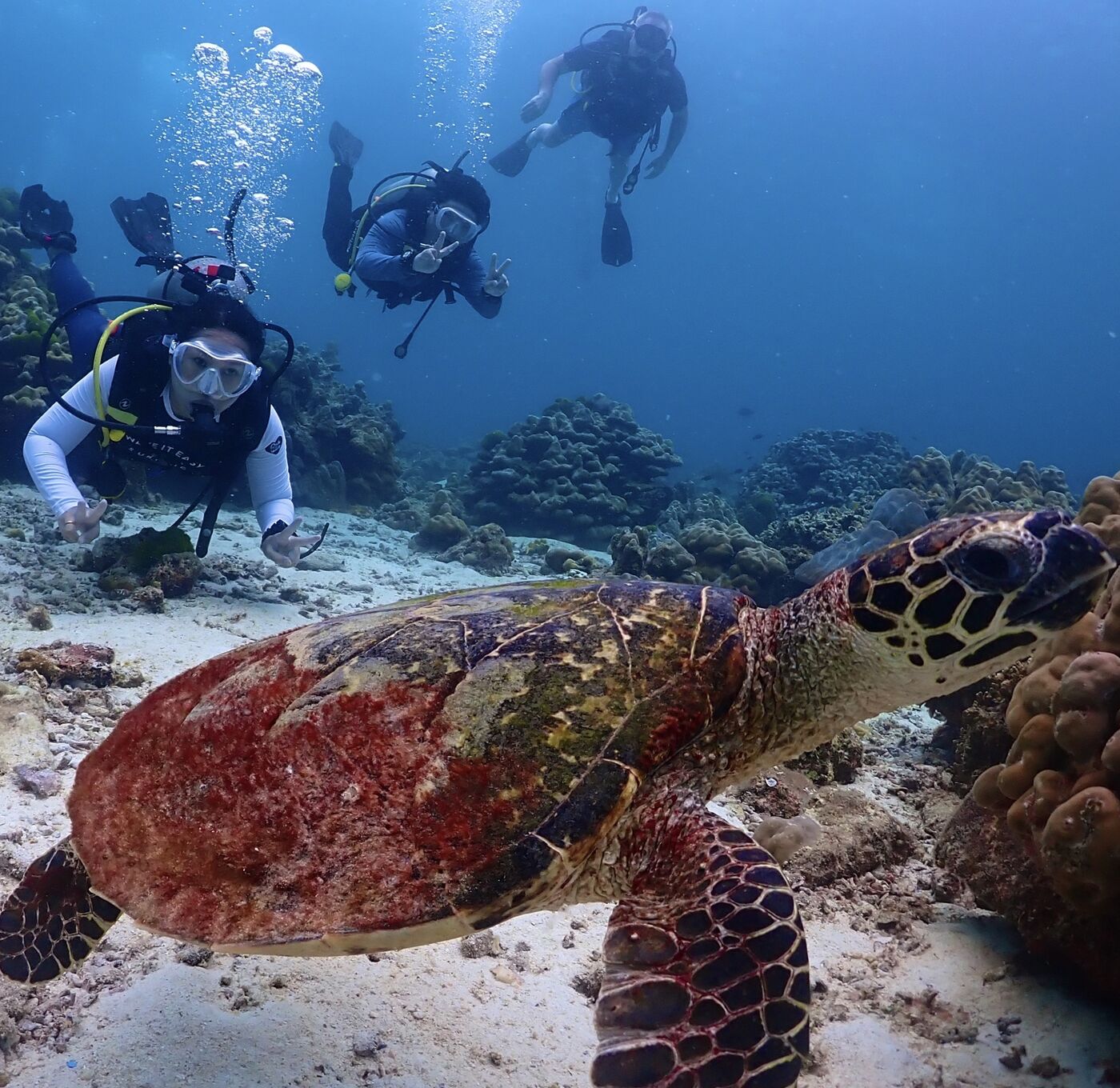Divers with a sea turtle at Racha Islands