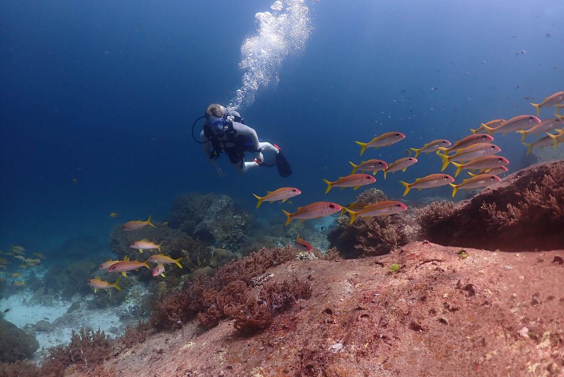 Diver posing with coral at Racha Noi