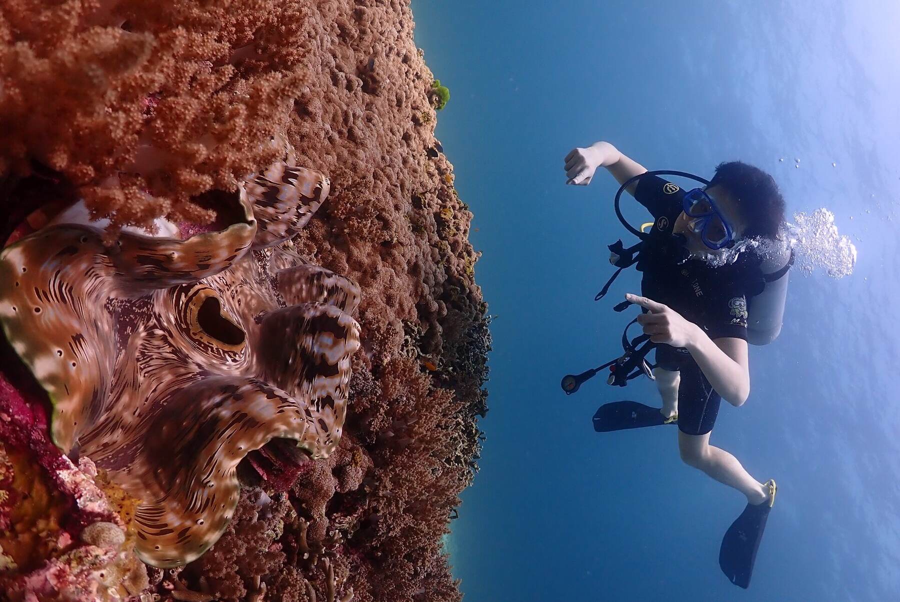 Diver next to a giant clam on the reef at Racha Noi