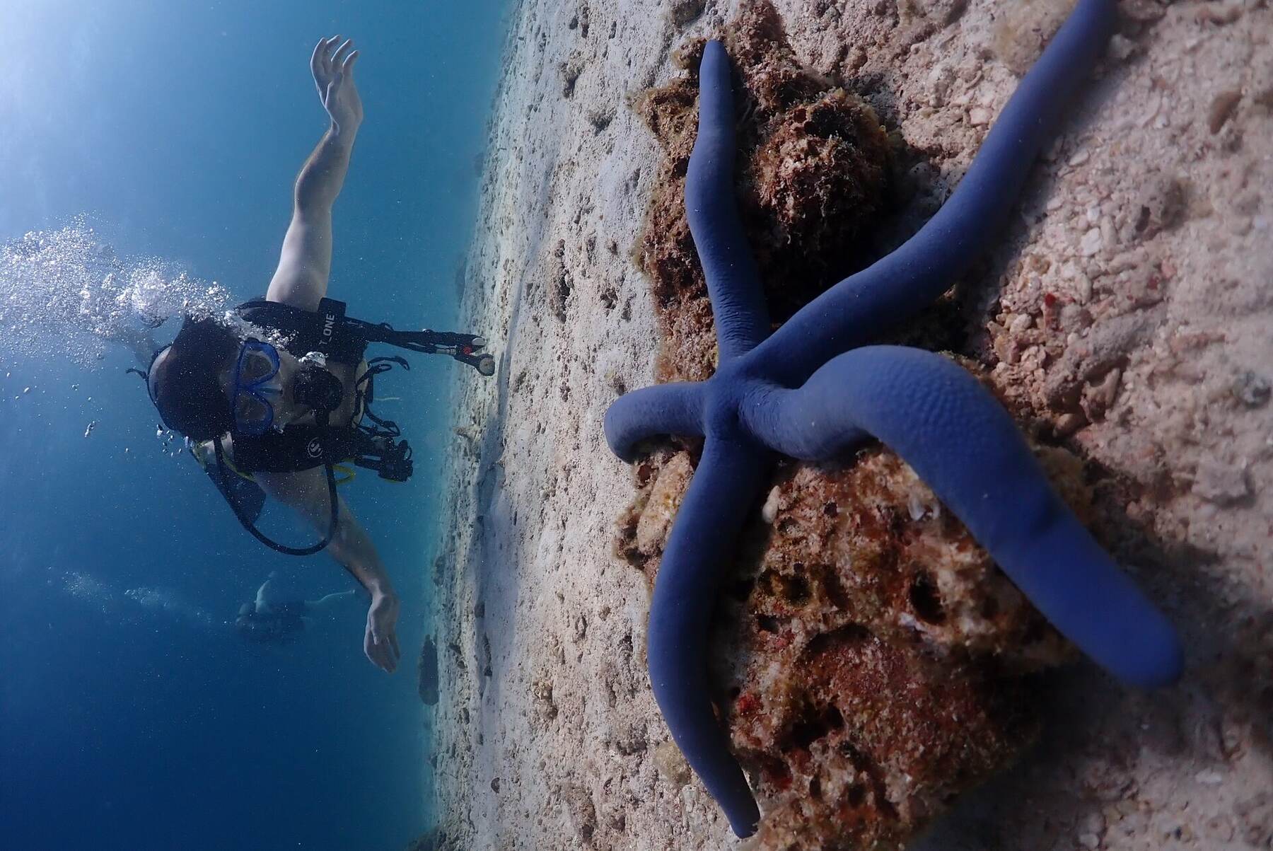 Diver near a blue sea star on the reef floor